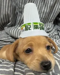 😔 쓰리라유 puppy, dog, cute, animal, pet, hat, funny telegram sticker