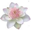 ⋆˚࿔ @emojixoley 𝜗𝜚˚⋆ telegram emojis 🌸