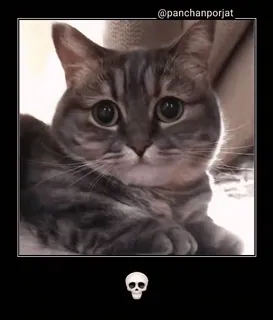 💀 @panchanporjat gato, animal de estimação, fofo, animal, caveira whatsapp sticker