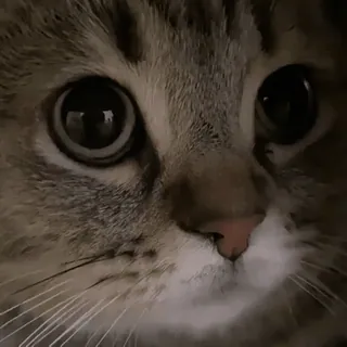 😾 Katze, Haustier, Tier, Augen, süß, Säugetier telegram sticker