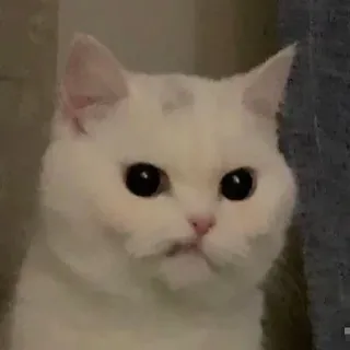 😒 고양이, 동물, 흰 고양이, 애완 동물, 귀여운, 밈, 웃긴 telegram sticker