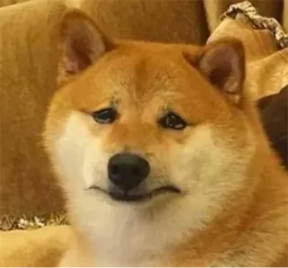😢 doge, shiba inu, chien, mème, triste, animal telegram sticker