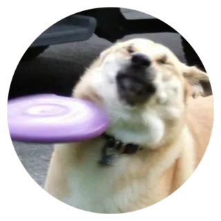 😵 Hund, Frisbee, Haustier, Tier, Apportieren telegram sticker
