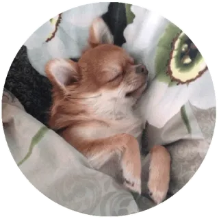 😴 perro, chihuahua, durmiendo, lindo, animal, mascota telegram sticker