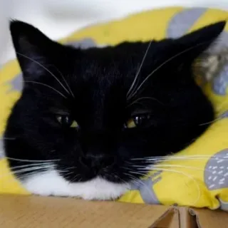 😌 cat, black cat, animal, pet, tuxedo cat whatsapp sticker
