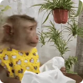 🪷 mono, animal, lindo, naturaleza, primate, mamífero, fauna whatsapp sticker