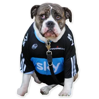 ☹ SKY dog, bulldog, jersey, animal, pet, sports telegram sticker