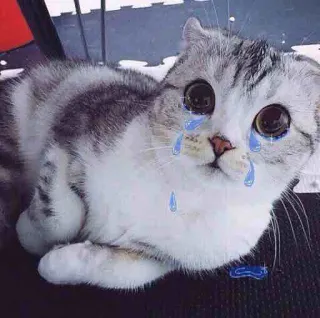 😿 gatto, piangendo, triste, gattino, lacrime, carino, animale, animale domestico whatsapp sticker