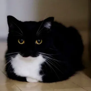 🙃 cat, black and white, animal, domestic cat, pet, feline, tuxedo cat whatsapp sticker