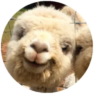 🙂 alpaca, animal, farm animal, llama, mammal, cute, fuzzy whatsapp sticker