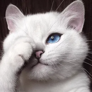 🙄 gato, animal, animal de estimação, fofo, gato branco, olhos azuis telegram sticker