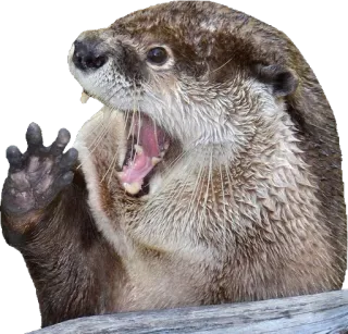 👋 Wydra, Zwierzę, Ssak, Słodki, Dzikie zwierzęta, Natura telegram sticker