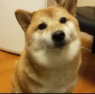 ❤️ dog, Shiba Inu, pet, animal, cute, domestic animal telegram sticker