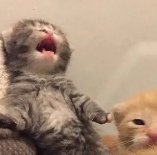 😭 gatito, gato, mascota, animal, lindo, felino, cría telegram sticker
