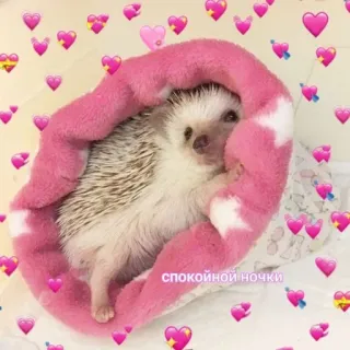 😴 спокойной ночки ёжик, милый, животное, сердечки, кровать, русский telegram sticker