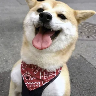 😜 chien, shiba inu, joyeux, sourire, animal de compagnie, bandana telegram sticker