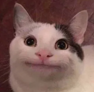 😐 gatto, animale, animale domestico, gatto domestico, mammifero, carino telegram sticker