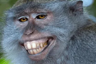 😁 singe, animal, primate, mammifère, faune sauvage, gros plan telegram sticker