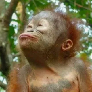 😒 scimmia, scimmia antropomorfa, orango, animale, carino, fauna selvatica whatsapp sticker