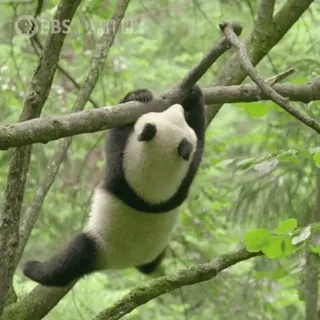🐼 Panda, Binatang, Beruang, Pohon, Lucu, Alam whatsapp sticker