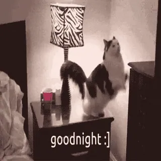 💤 goodnight :] cat, goodnight, animal, night, meme, sleepy, cute telegram sticker