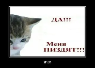 😍 ДА!!! Меня ПИЗДЯТ!!! ичо cat, russian, meme, offensive, animal telegram sticker