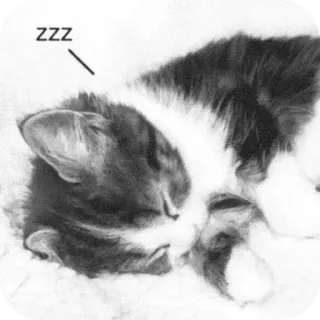 🐱 ZZZ mèo, ngủ, zzz, ngủ trưa, động vật, dễ thương telegram sticker