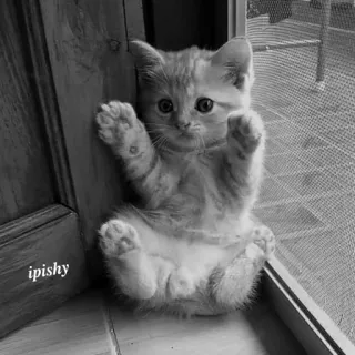 🕸 ipishy 猫, 小猫, 可爱, 动物, 宠物, 家猫 telegram sticker