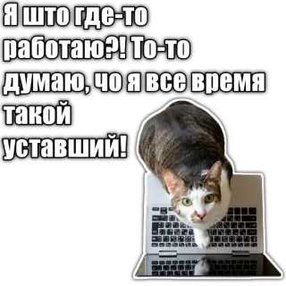 👨‍💻 Я што где-то
работаю?! То-то
думаю, чо я все время
такой
уставший! cat, laptop, tired, work, funny telegram sticker