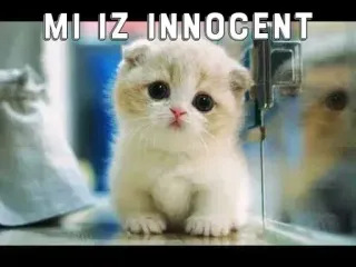 🥺 MI IZ INNOCENT chaton, chat, mignon, innocent, mème telegram sticker
