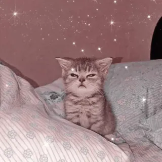 🐱 새끼 고양이, 고양이, 귀여운, 애완동물, 동물, 졸린 telegram sticker
