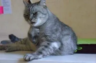 😒 gatto, animale, animale domestico, domestico, felino, mammifero, grigio, tigrato telegram sticker
