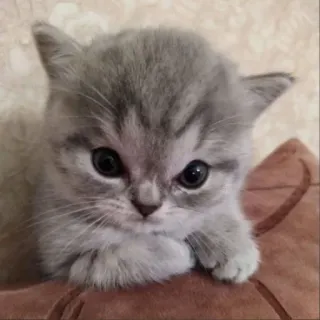 🐱 kitten, cat, animal, pet, cute, grey telegram sticker