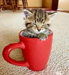 😴 gato, gatito, taza, taza roja, animal, lindo, durmiendo, acogedor telegram sticker