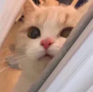 ❤️ kucing, hewan peliharaan, hewan, lucu, anak kucing telegram sticker