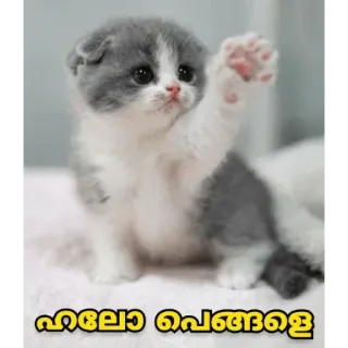 😂 ഹലോ പെങ്ങളെ cat, kitten, cute, animal, waving telegram sticker