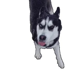 😋 dog, husky, animal, cute, pet, snow whatsapp sticker