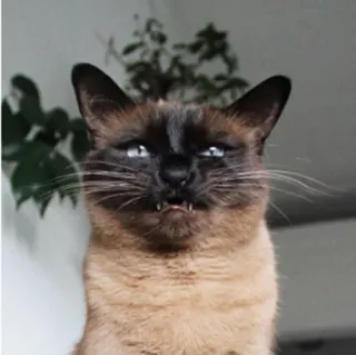 😖 кот, животное, питомец, смешной, мем, сиамский кот telegram sticker