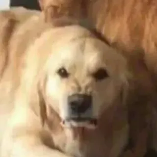 🐶 Hund, Golden Retriever, wütend, Tier, Haustier, Zähne whatsapp sticker