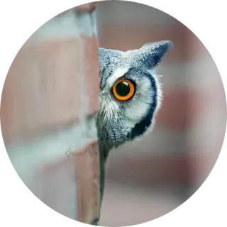 🦉 coruja, pássaro, animal, vida selvagem, olho, parede de tijolos, espreitando telegram sticker