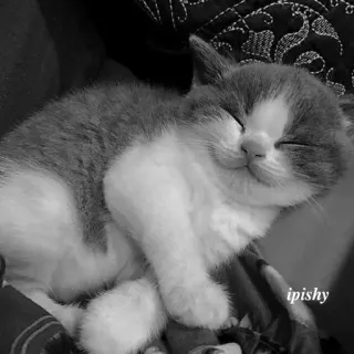 🕸 ipishy 猫, 小猫, 睡觉, 可爱, 动物 telegram sticker