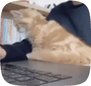 🥰 gato, ordenador, portátil, animal, mascota, gato atigrado naranja whatsapp sticker