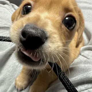 😁 dog, puppy, cute, animal, pet, small dog telegram sticker