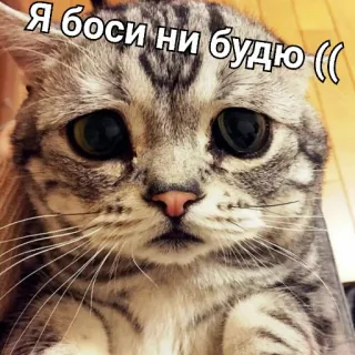 😔 Я боси ни будю ((
 кот, грустный, милый, мем telegram sticker