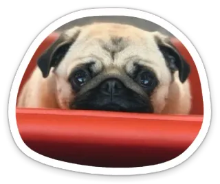 😢 dog, pug, pet, animal, cute telegram sticker