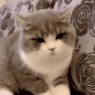 🐱 cat, cute, animal, pet, domestic, mammal whatsapp sticker