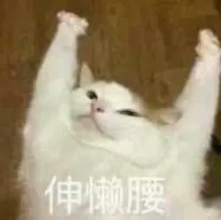 🥱 伸伸懒腰 gato, estirar, perezoso, animal, lindo telegram sticker