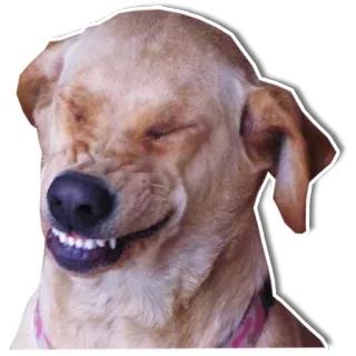 😣 chien, drôle, animal, joyeux, sourire telegram sticker