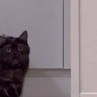 🤨 cat ДАШЬ ПОЖРАТЬ? telegram sticker