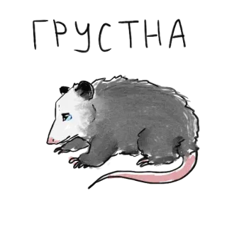 😭 opossum, hewan, marsupial, lucu, satwa liar telegram sticker